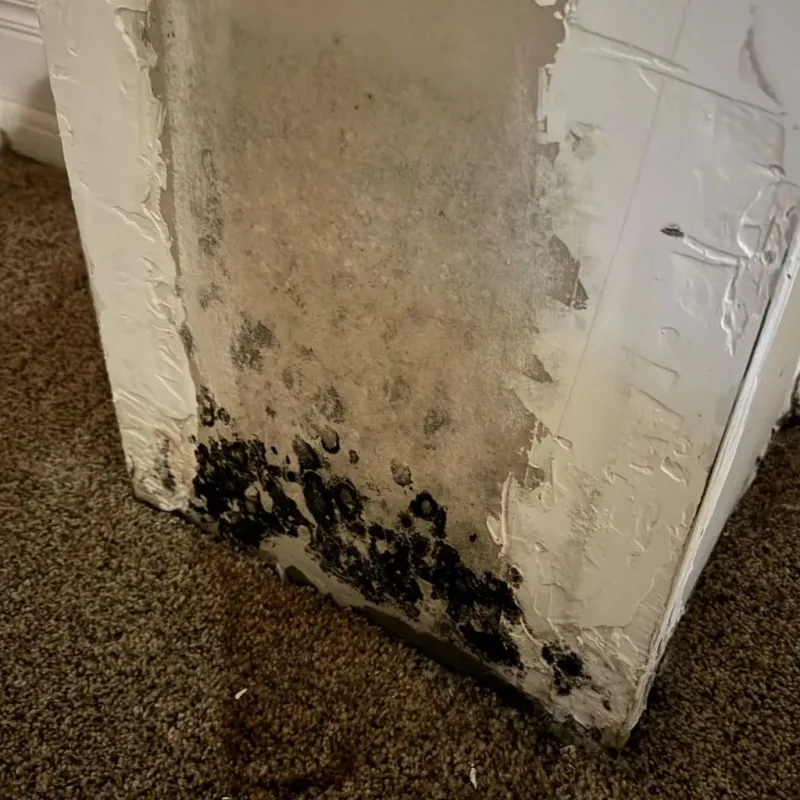 Professional Mold Removal in Belleville, PA